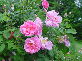 pink roses in the garden
