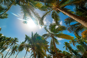 Fototapeta na wymiar Sun shining over coconut palm trees in Guadeloupe