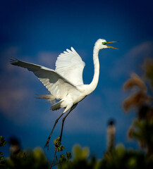 Great egret screams as it lands near its nest