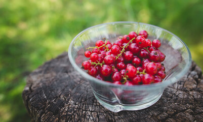 Sweet fresh red currant berry in a bowl on wood background. Top view. Fresh ripe of gooseberry . harvest of berries on a wooden background. place for text