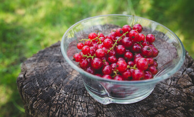 Sweet fresh red currant berry in a bowl on wood background. Top view. Fresh ripe of gooseberry . harvest of berries on a wooden background. place for text