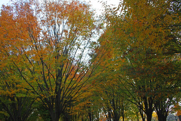 Autumn in the Park (DC 0151)