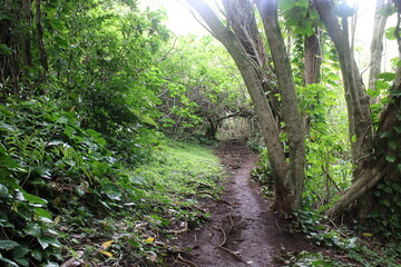 Ualaka'a Trail Tantalus Drive Oahu Island Hawaii