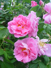 pink rose bush