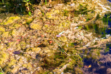 Green algae in water. Water pollution. Ecological problem