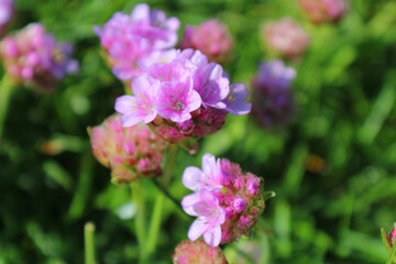 Fototapeta na wymiar Clover Blossoms (IRE 0278)