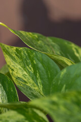 Close up of epipremnum Happy Leaves