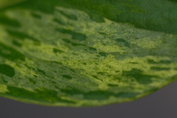 green leaf of a green plant