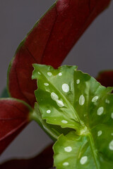 Begonia maculata leaf close up with dots