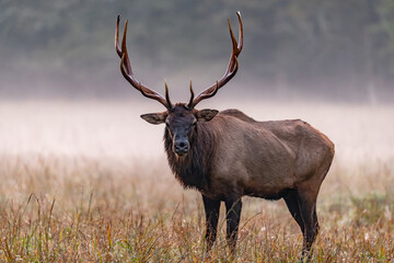 Large male elk with grand head of antlers on misty morning.