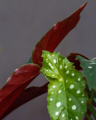 Begonia maculata leaf close up with dots
