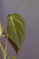 close up of green leaves