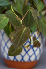green plant in pot, close up of plants