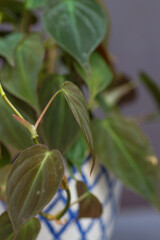 green plant in pot, close up of plants