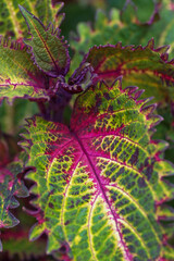 Colourfull plectranthus leaf close up 