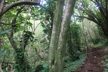 Fototapeta premium Ualaka'a Trail Tantalus Drive Oahu Island Hawaii