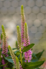 pink flowers in a bouquet in the evening sun