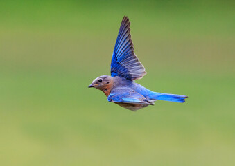 North Carolina bluebird flying to the left