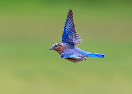 North Carolina bluebird flying to the left
