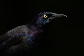 Grackle