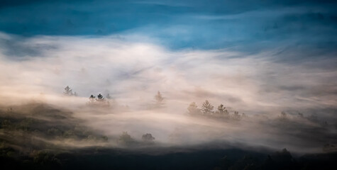 Pine trees peak through the misty fog from the valley below