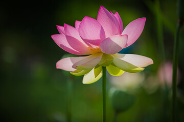 Obraz premium Pink lotus blossom in spring