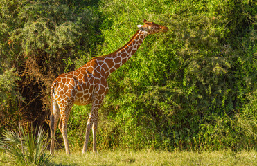 Reticulated giraffe (Giraffa camelopardalis reticulata) stretching long neck to feed on green thorn bush in Samburu National Reserve, Kenya, Africa