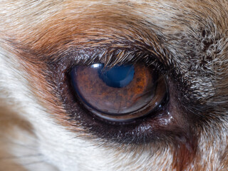 Close-up of the old dog's watery eye. Details of the brown eye with short lashes. Selective focus.