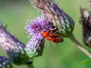 The common red soldier beetles on the blooming purple flower of spear thistle (Cirsium vulgare) Close-up of Rhagonycha fulva reproducing during spring. Selective focus with blurred background.