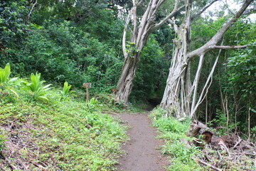 Ualaka'a Trail Tantalus Drive Oahu Island Hawaii