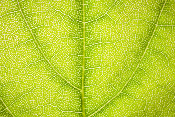 the structure of a green tree leaf as a macro background