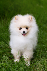 white pomeranian puppy