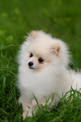 white pomeranian dog