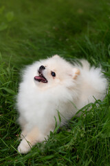 portrait of a white Pomeranian on the grass