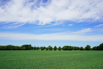 green field and blue sky