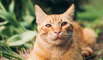 Portrait of lovely and fluffy ginger cat lie on green grass in spring garden and looking on the camera