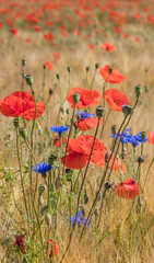 mohn