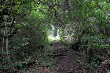 Obraz premium Ualaka'a Trail Tantalus Drive Oahu Island Hawaii