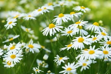 Fototapeta premium daisies in the grass