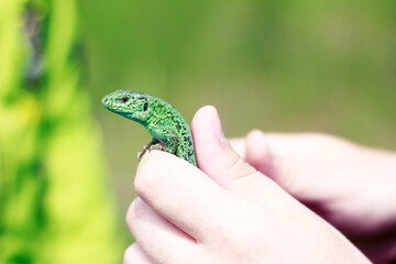 lizard on the palm