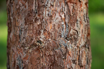 tree bark texture