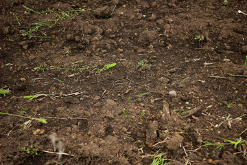 green grass in soil