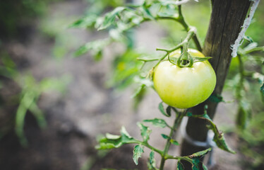 Fresh bunch of green unripe natural tomatoes growing, green tomatoes on tomato treeon tomato tree