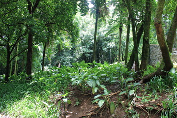 Ualaka'a Trail Tantalus Drive Oahu Island Hawaii