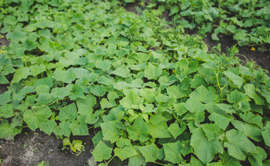 Young cucumber plants on plantation field