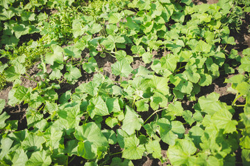 Young cucumber plants on plantation field