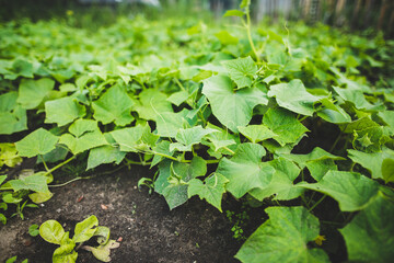 Young cucumber plants on plantation field