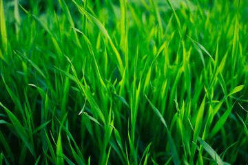 green grass background