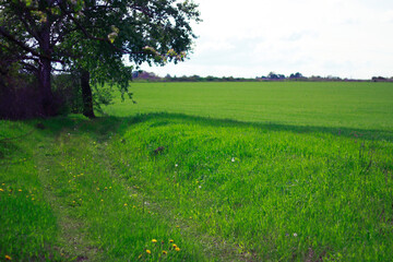 green grass field