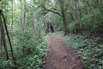 Ualaka'a Trail Tantalus Drive Oahu Island Hawaii